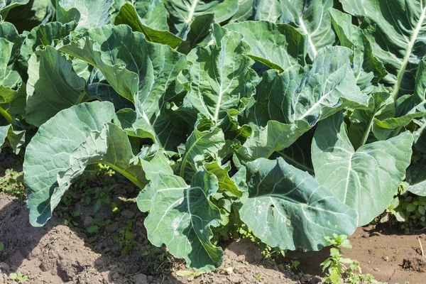 Topview of cabbage in a field — Stock Photo, Image