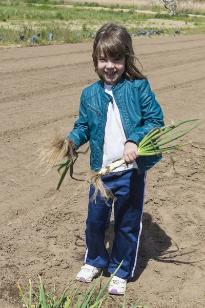 Littler girl collecting onions — Stock Photo, Image