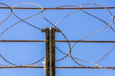 Champ de maïs à la récolte