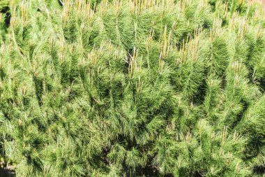 Arka plan iğne yapraklılar