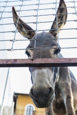 Kameraya bakarak eşek