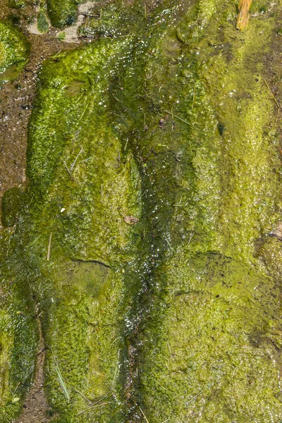 Lichene su un fiume — Foto Stock