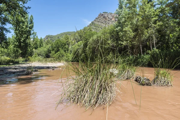 River with muddy water — Stock Photo, Image