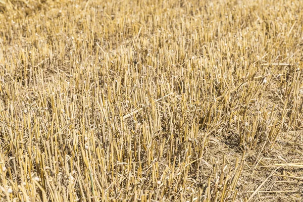 Зібраний урожай пшенична сфера — стокове фото