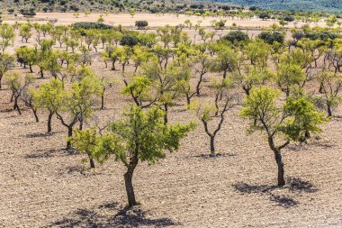 Zeytin bahçeleri İspanya