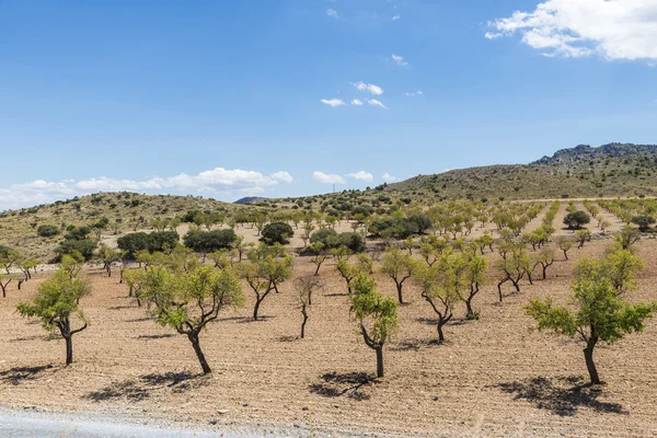 Zeytin bahçeleri İspanya