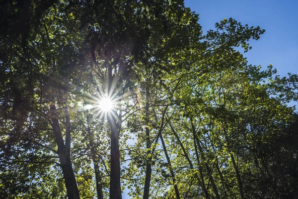 Raggi di sole che attraversano la foresta — Foto Stock