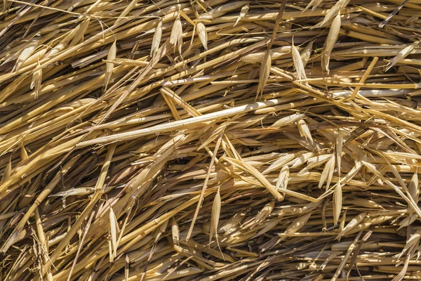 Крупный план сена — стоковое фото