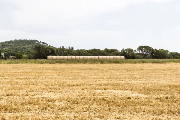 Campo de trigo cosechado — Foto de Stock