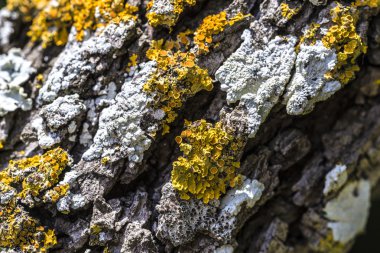 Küflü kabuğu ve liken