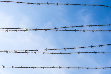 Dikenli teller gökyüzüne karşı