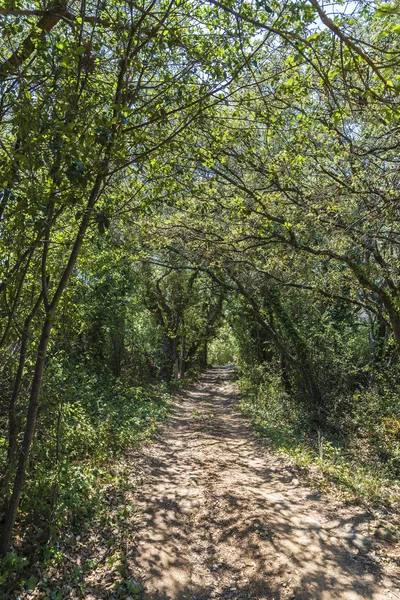 Percorso attraverso la foresta in Spagna — Foto Stock