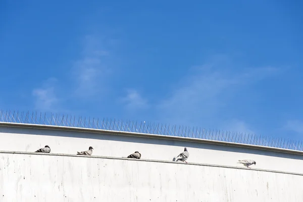 Pět holubice odpočívá, Barcelona — Stock fotografie