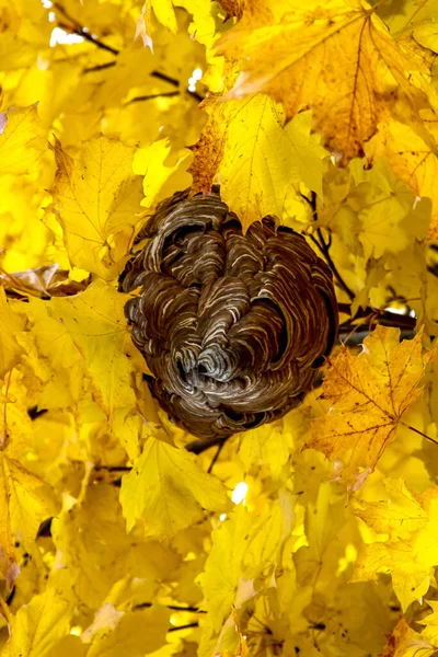 Seçici odak, ağaçtaki bir eşek arısı kovanına bakıyor.