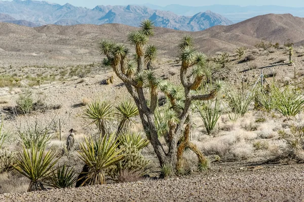 山を背景に太陽の光で乾燥砂漠の植物 ストック写真