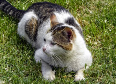 Kedi çimenlerde oynuyor.