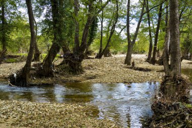Sonbaharda dere kenarındaki orman ve ağaçlar