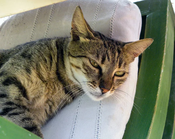 Tabby Kot Śpi Krześle — Zdjęcie stockowe