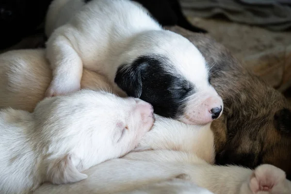 Słodkie Nowonarodzony Pies Piesek Sypiając Jego Braćmi — Zdjęcie stockowe