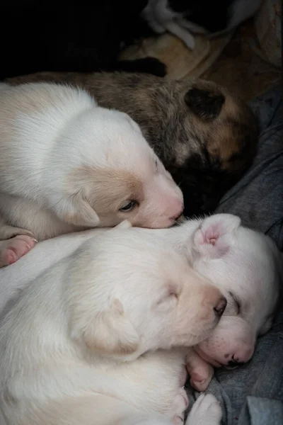 Cute newborn dog female puppy sleeping with her brothers