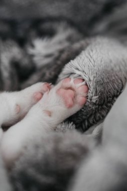 Evde dinlenen genç bir köpeğin pembe pedlerini kapat.