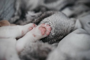 Evde dinlenen genç bir köpeğin pembe pedlerini kapat.