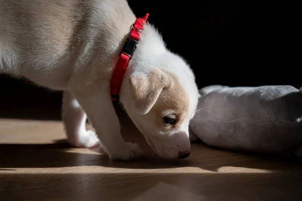 Portrait Female One Month Puppy Playing Home — Stock Photo, Image