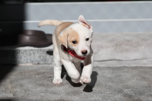 Retrato Uma Fêmea Filhote Cachorro Mês Brincando Casa — Fotografia de Stock