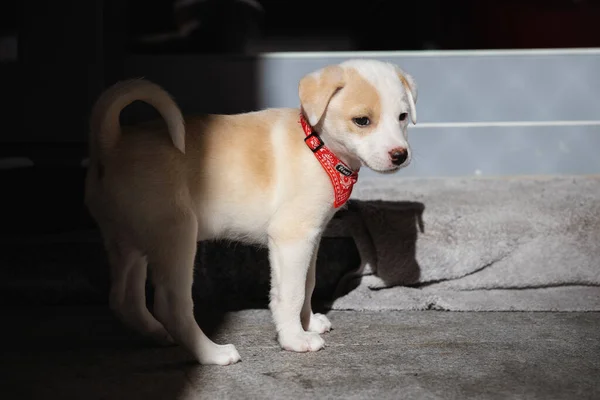 Retrato Uma Fêmea Filhote Cachorro Mês Brincando Casa — Fotografia de Stock