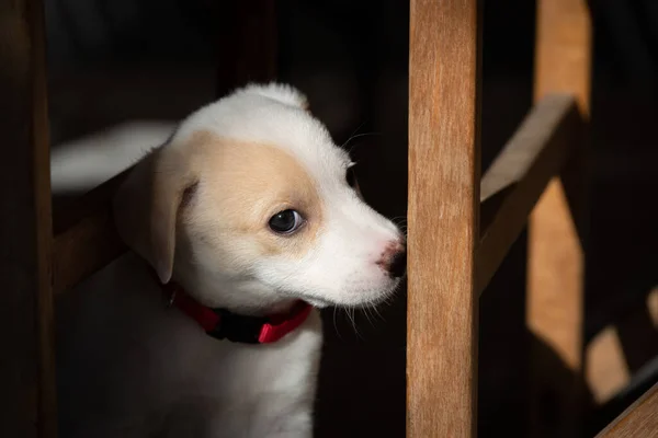 Retrato Rosto Bonito Uma Fêmea Mês Cachorro Casa — Fotografia de Stock