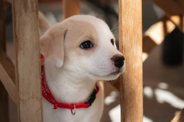 Retrato Rosto Bonito Uma Fêmea Mês Cachorro Casa — Fotografia de Stock