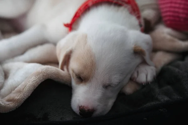 Retrato Uma Fêmea Mês Cachorro Dormindo Casa — Fotografia de Stock