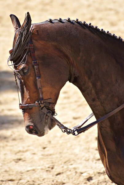 Face portrait of a crossbred horse in Doma Vaquera in a competition in Spain