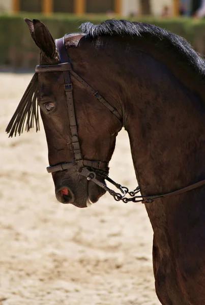 Retrato Facial Cavalo Mestiço Doma Vaquera Numa Competição Espanha — Fotografia de Stock