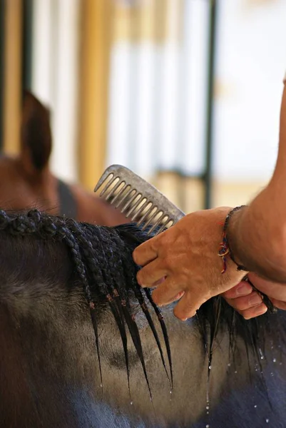 Groomer Intreccia Cavallo Con Tradizionali Trecce Equine Doma Vaquera Spagna — Foto Stock