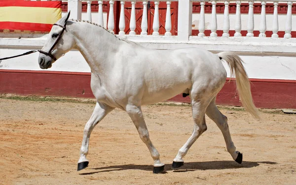 Porträtt Grå Korshäst Veterinärkontrollen För Doma Vaquera Spanien — Stockfoto