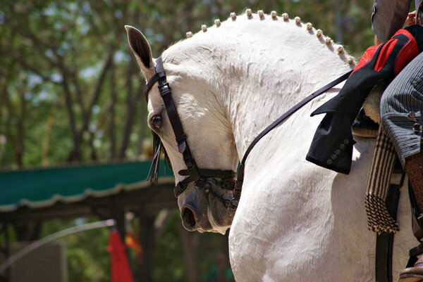 Face portrait of a white crossbred horse in Doma Vaquera in Spain