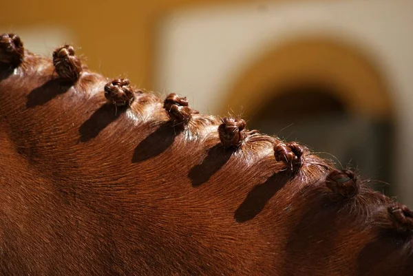 Fermer Les Tresses Équines Traditionnelles Pour Doma Vaquera Espagne — Photo