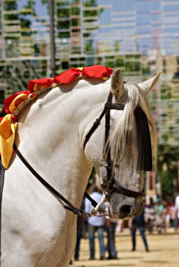 Beautiful face portrait of a white spanish horse stallion in a Jerez horse fair clipart