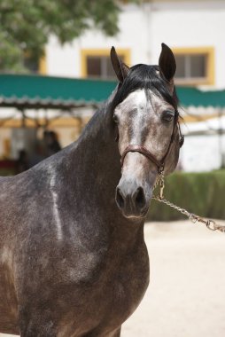 İspanya, Jerez 'de şampiyon bir İspanyol aygırının portresi.