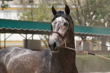 Face portrait of a champion stallion hispano arabian in Jerez, Spain clipart