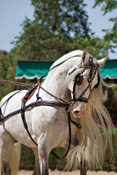 Konterfei Eines Wunderschönen Spanischen Pferdehengstes Mit Langer Mähne Bei Einem — Stockfoto