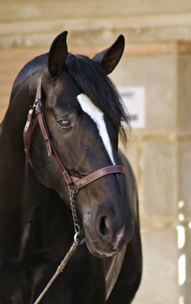 Bonito Retrato Facial Cavalo Espanhol Preto Garanhão — Fotografia de Stock
