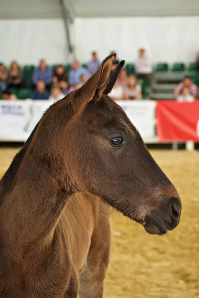 Retrato Rosto Bonito Potro Espanhol Jovem Show — Fotografia de Stock