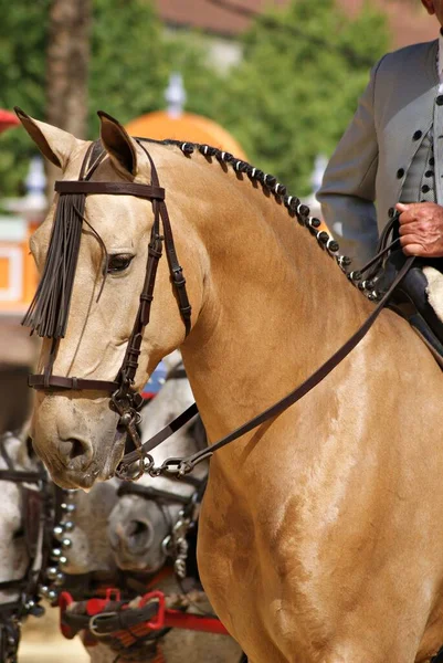 Vackert Ansiktsporträtt Bockskin Häst Jerez Hästmässa Med Doma Vaquera Betsel — Stockfoto