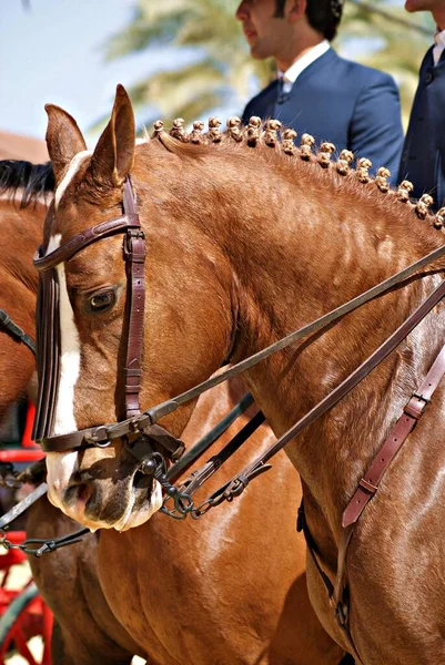 Gezichtsportret Van Een Jong Paard Doma Vaquera Met Hoofdstel Vier — Stockfoto