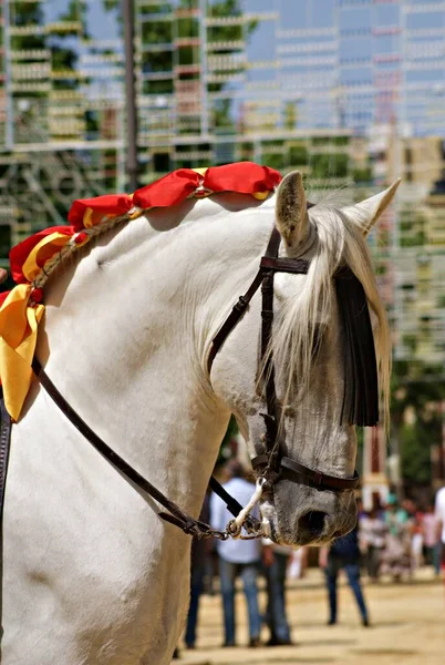 ヘレスの馬のフェアで白いスペインの馬のライオンの美しい顔の肖像画 — ストック写真