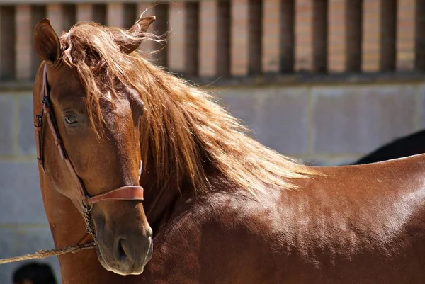 ショーの前に栗の若いスペインの馬の美しい顔の肖像画 — ストック写真