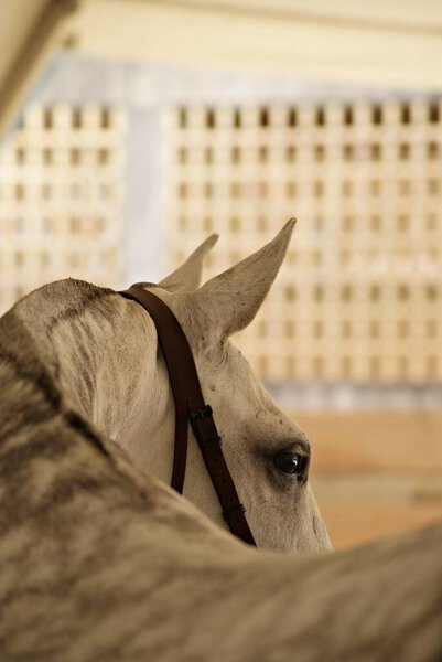Мбаппе крупным планом изображает испанскую кобылу, мы видим шею, уши и глаза