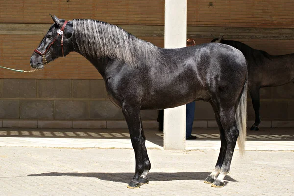 Vacker Helkroppsporträtt Grå Ung Spansk Häst — Stockfoto